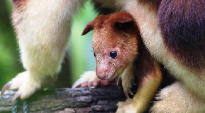 Kebun Binatang Perth, Australia merayakan kelahiran Mian,kanguru pohon yang langka (Perth Zoo)