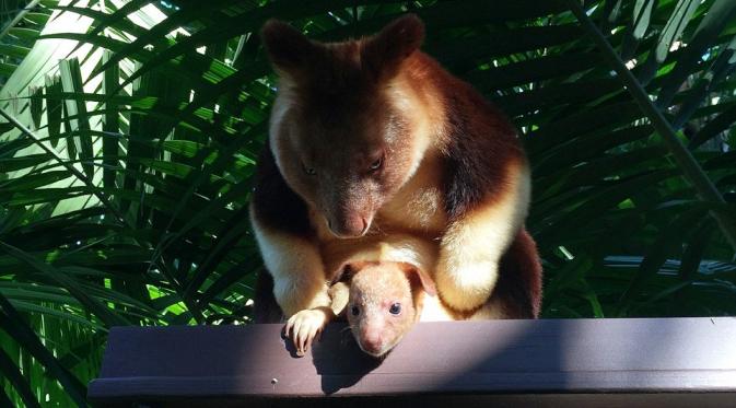 Bayi kanguru pohon, Mian bersama sang induk yang bernama Kaluli (Perth Zoo)