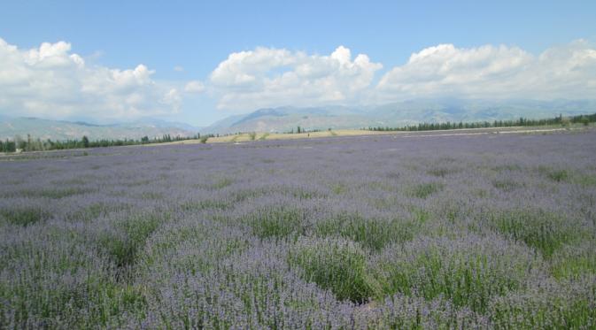 Kebun Lavender Terbesar Seluruh Asia Ada di Yili, Xinjiang  (Arie Mega Prastiwi)