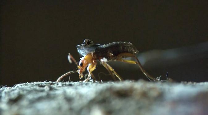 Kumbang pengebom | foto : istimewa