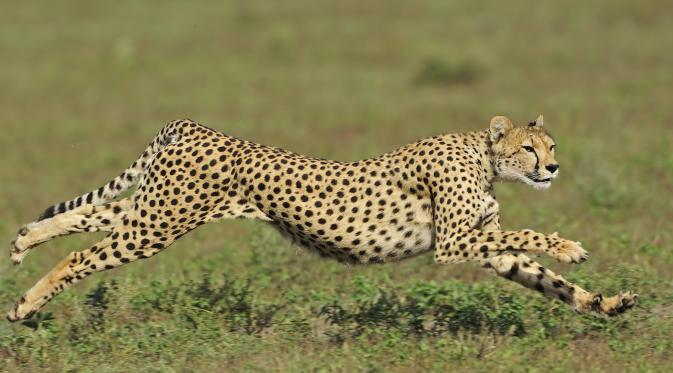 Cheetah | Foto : Istimewa 