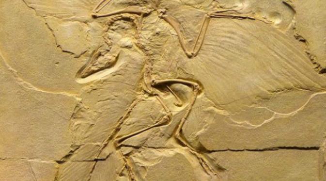Archaeopteryx lithographica.Walaupun sederhana, cyanobakteria fotosintesis paling berpengaruh pada perubahan terbesar yang pernah dialami bumi. Jangan anggap enteng.(Sumber listverse.com)