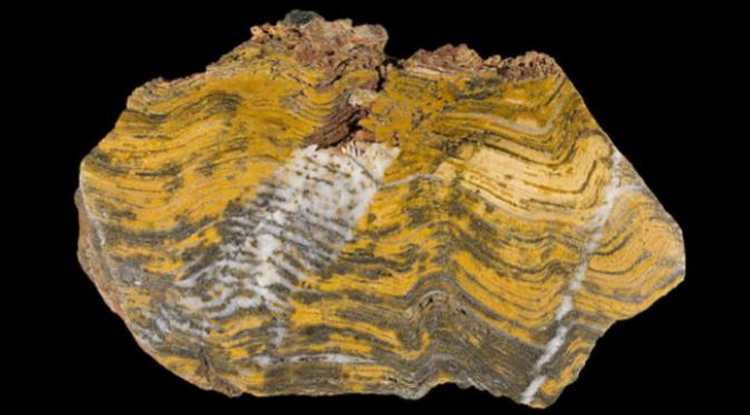 Stromatolites. Walaupun sederhana, cyanobakteria fotosintesis paling berpengaruh pada perubahan terbesar yang pernah dialami bumi. Jangan anggap enteng. (Sumber listverse.com)