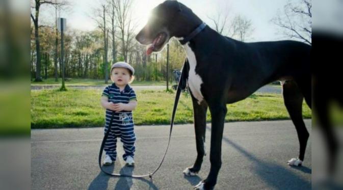16 Foto Menggemaskan Anjing-Anjing Super Besar di Dunia (pressroomvip.com)