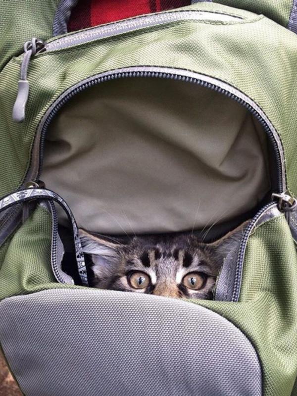 10 Potret Bukti Kalau Kucing Asyik Dijadikan Teman Traveling. (Via: boredpanda.com)