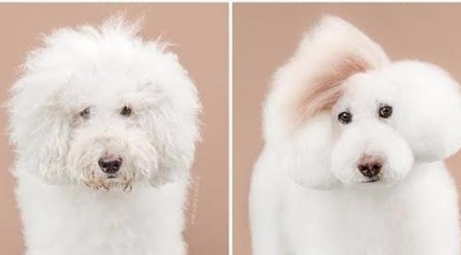 Perubahan Menakjubkan Seekor Anjing yang Dipotong Rambutnya