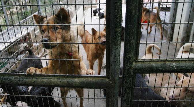 Wanita Ini Kuras Tabungan untuk Merawat 220 Anjing Terlantar. (Foto: scmp.com)