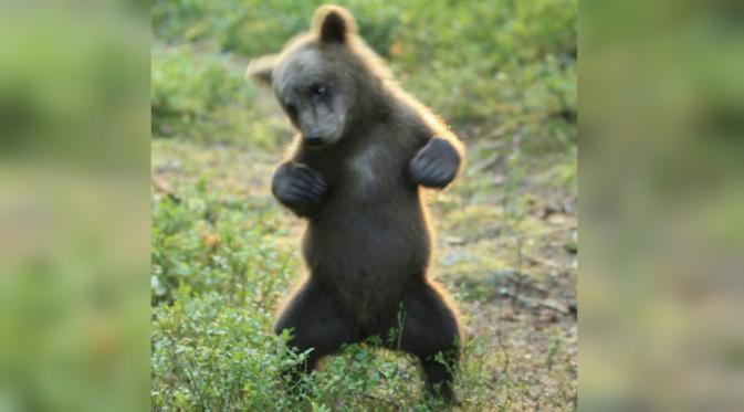Beruang coklat berusia 4 bulan itu terlihat mahir berdansa (@ValtteriMulkahainen)