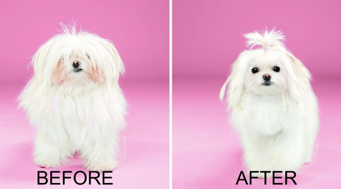 Perubahan drastis anjing setelah dicukur | Foto : Boredpanda.com