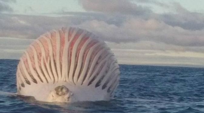 Sepasang nelayan Australia tercengang menyaksikan seekor mahluk laut yang berbentuk seperti bola hidup raksasa. (Sumber Mark Watkins via Facebook)