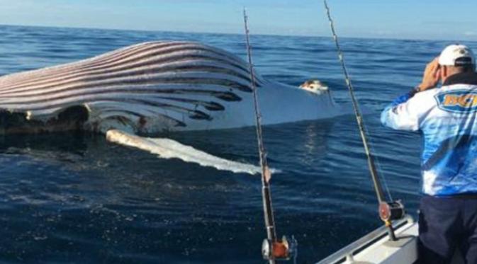 Sepasang nelayan Australia tercengang menyaksikan seekor mahluk laut yang berbentuk seperti bola hidup raksasa. (Sumber Corey Donohoe via Facebook)