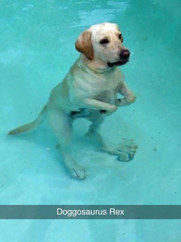 Doggosaurus Rex. (Via: boredpanda.com)