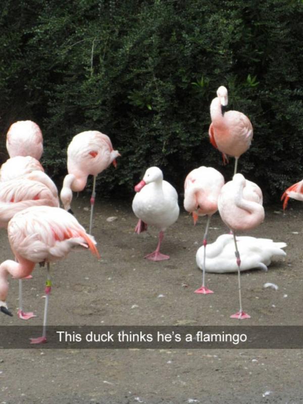 Bebek flamingo. (Via: boredpanda.com)