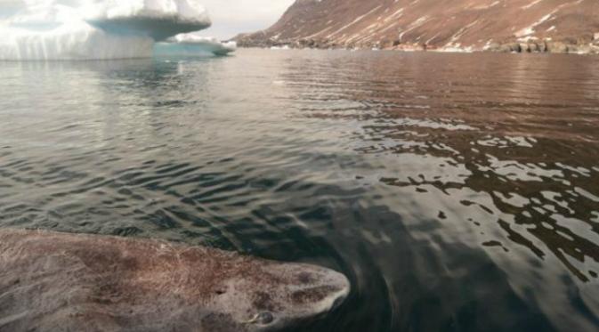 Hiu Greenland terlihat di dekat Disko Bay di Greenland barat (Julius Nielsen)