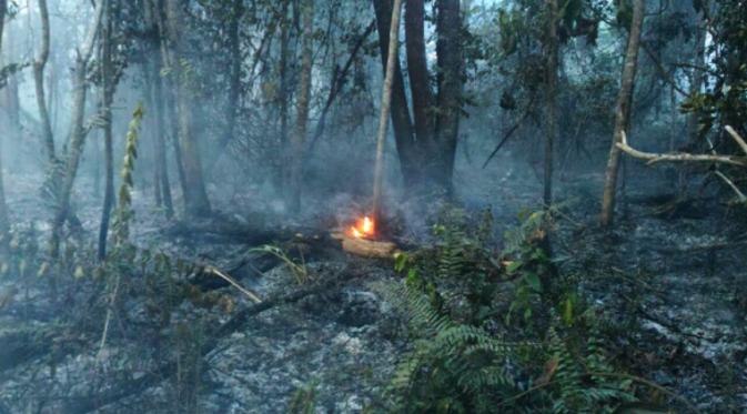 Kebakaran melanda puluhan hektare kawasan penangkaran gajah di Taman Nasional Tesso Nilo (TNTN) Kabupaten Pelalawan, Riau. (Liputan6.com/M Syukur)