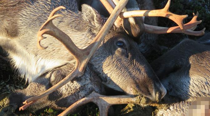 Bangkai rusa yang tergeletak mati di sebuah taman alam di Hardangervidda, Norwegia (28/8). Sekitar 300 ekor rusa mati tersambar petir akibat badai melanda wilayah setempat Jumat lalu. (Havard Kjotvedt/SNO/Miljodirektoratet/NTB Scanpix via Reuters)