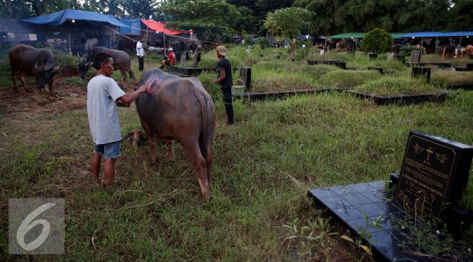Pedagang memberikan tanda pada hewan kurbannya di salah satu TPU di Jakarta, Senin (5/9). Menjelang Hari Raya Idul Adha 1437 H, pedagang hewan ini memanfaatkan lahan kuburan untuk berjualan karena terbatasnya lahan di Jakarta. (Liputan6.com/Johan Tallo)