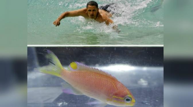 Ikan air tawar Etheostoma Obama (Associated Press/Huffingtonpost.com)