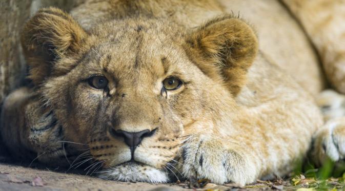 Netizen mengutuk keras tindakan seorang petugas Taman Safari Indonesia yang memukul kepala seekor singa. (Foto: millennialfalcondotnet.files.wordpress.com)
