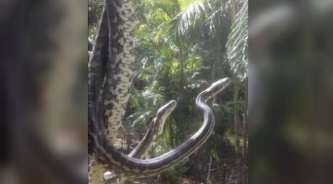 Kedua ular piton itu tertangkap kamera sedang kawin di luar jendela seorang warga New South Wales, Australia (Mirror.co.uk).  