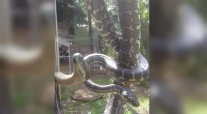 Kedua ular piton itu tertangkap kamera sedang kawin di luar jendela seorang warga New South Wales, Australia (Mirror.co.uk). 