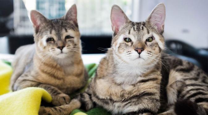 Anak Kucing Terlantar Tanpa Kelopak Mata Itu Kini Bahagia  | foto : Boredpanda.com