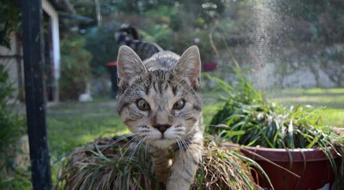 Anak Kucing Terlantar Tanpa Kelopak Mata Itu Kini Bahagia  | foto : Boredpanda.com