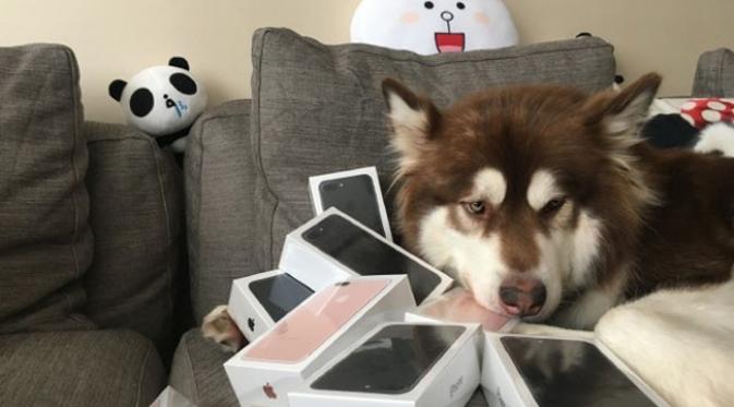 Tajir, Cowok Ganteng Ini Belikan 8 iPhone 7 untuk Anjingnya