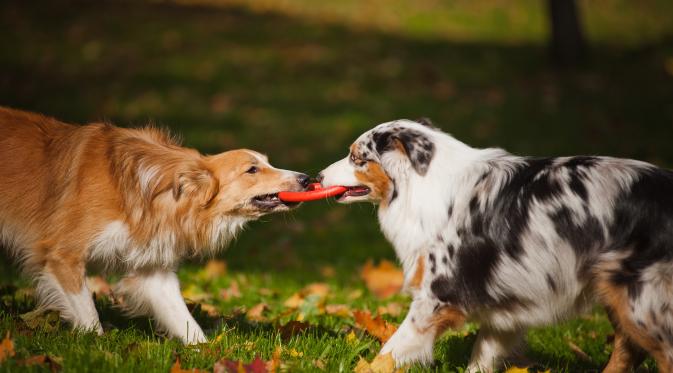 10 Alasan Kenapa Memelihara Anjing Membuat Hidupmu Lebih Sehat. (Foto: 3milliondogs.com)