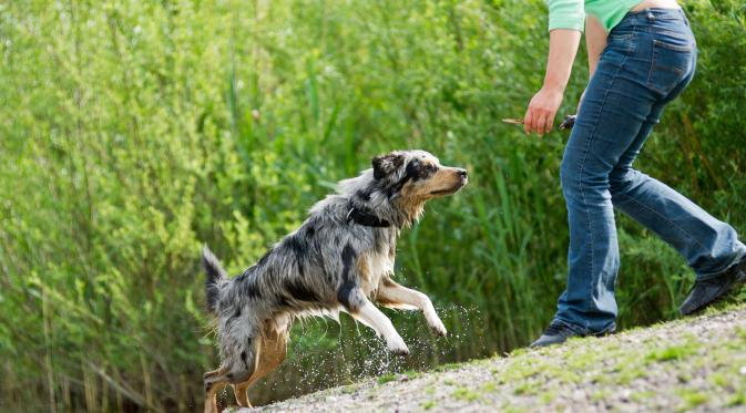 10 Alasan Kenapa Memelihara Anjing Membuat Hidupmu Lebih Sehat. (Foto: synalia.com)