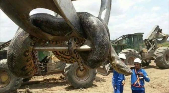 Para buruh di Brasil kaget menemukan seekor ular anakonda raksasa di lokasi kerja mereka. (Sumber Alexandre Flores)