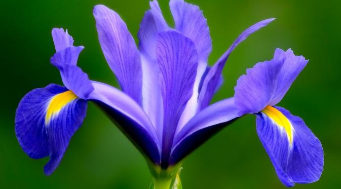 Bunga Iris. Sumber : kingofwallpapers.com