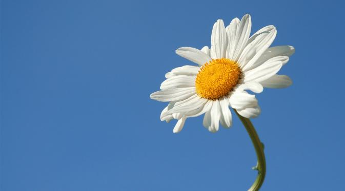 Ini Jenis Bunga Berdasarkan Bulan Kelahiran Anda Lifestyle Liputan6 Com