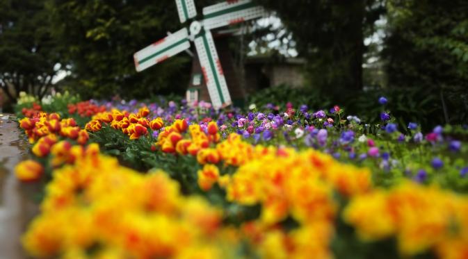 Kincir angin ikon simbol khas Belanda di kebun tulip Tesselaar di Silvan, Victoria, Australia. (Liputan6.com/Tanti Yulianingsih)