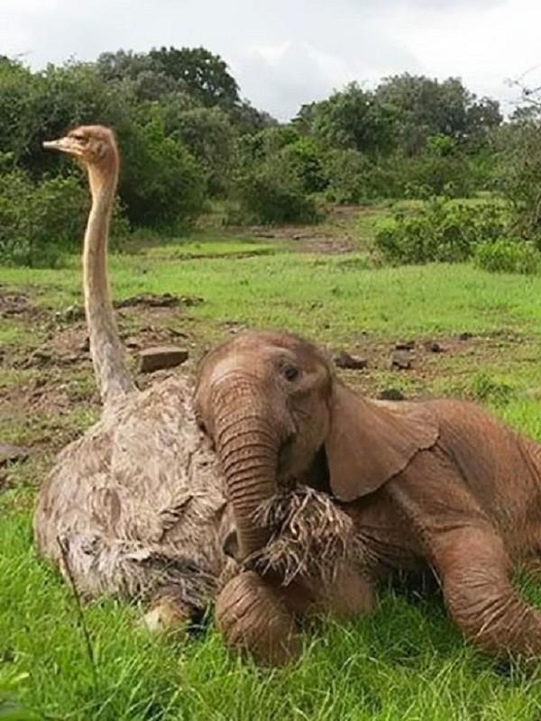  Persahabatan Anak Gajah dan Burung Unta yang Mengharukan | foto : boredpanda