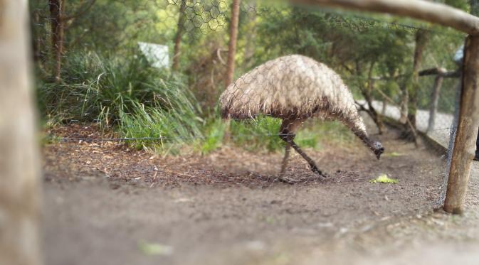 Burung Emu di Healesville Sanctuary Park. (Liputan6.com/Tanti Yulianingsih)