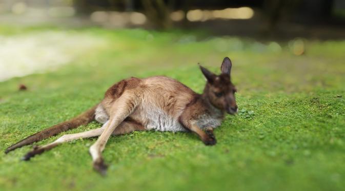 Kanguru di Healesville Sanctuary Park. (Liputan6.com/Tanti Yulianingsih)