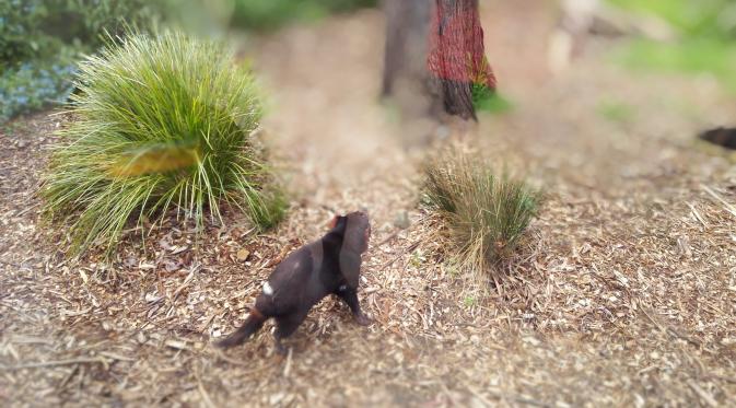 Tasmanian Devil di Healesville Sanctuary Park. (Liputan6.com/Tanti Yulianingsih)