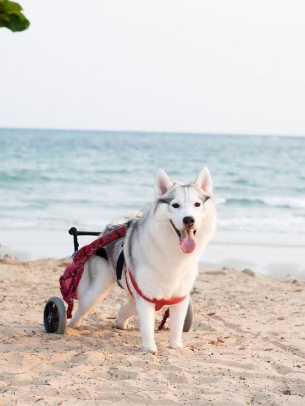 Maya, Anjing yang Terlahir Tanpa Telapak Kaki | Foto : Boredpanda.com