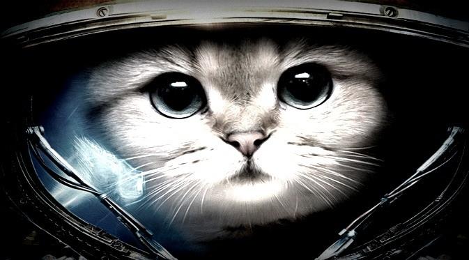Dua kucing pernah dikirim ke luar angkasa oleh ilmuan Prancis