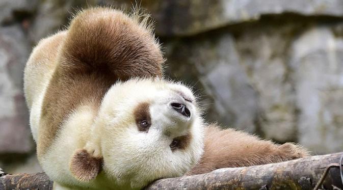 Berbeda, Panda Langka Berwarna Cokelat Ini Kerap Diintimidasi  | Boredpanda.com