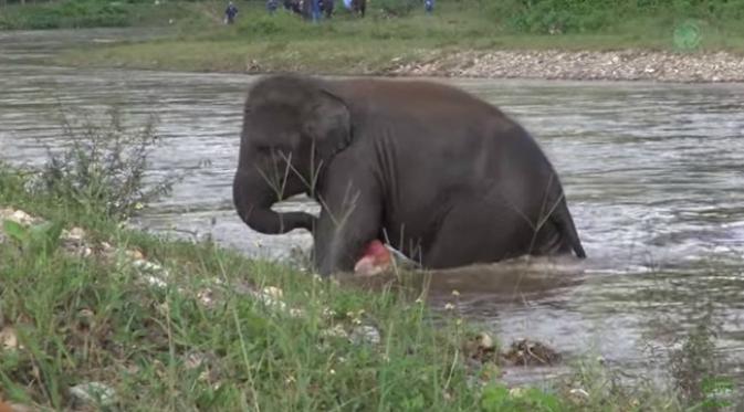 Aksi Dramatis Gajah Selamatkan Orang Tenggelam di Sungai