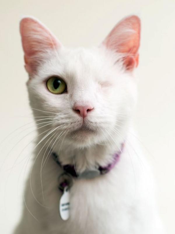  Mempercantik Kucing Buta untuk Diadopsi | boredpanda.com
