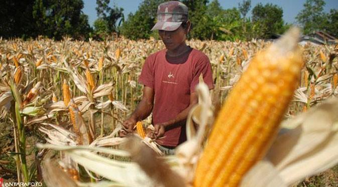 Gubernur Lampung, M Ridho Ficardo mengimbau petani beralih ke tanaman jagung sebagai respons jangka pendek akibat kejatuhan harga singkong.
