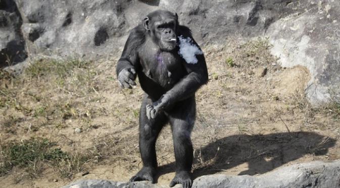 Kenalkan Azela, Simpanse Penghisap Rokok Sebungkus Sehari