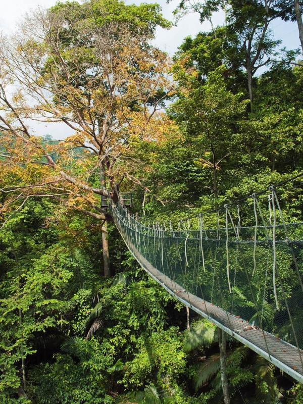 Forest Research Institute of Malaysia, Kuala Lumpur, Malaysia. (Anders Blomqvist/Getty Images)