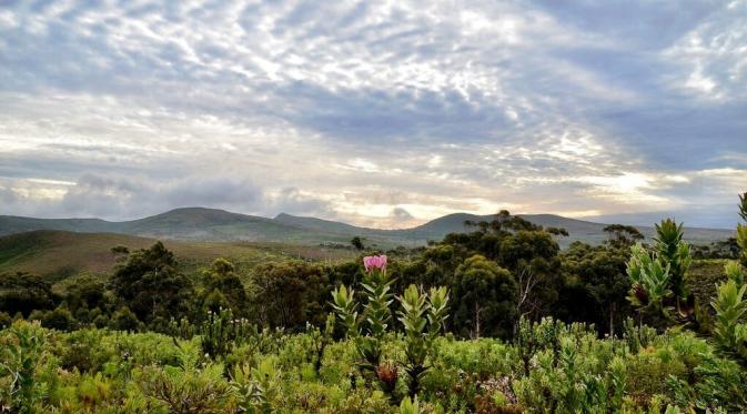 Cape Floral Region Protected Area, Afrika Selatan. (landlopers.com)
