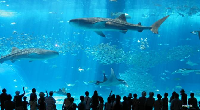 Okinawa Churaumi Aquarium. (avax.news)