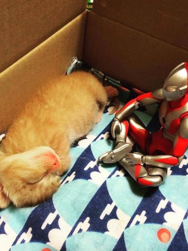  Persahabatan Kucing dengan Ultraman Bikin Takjub | foto : Facebook