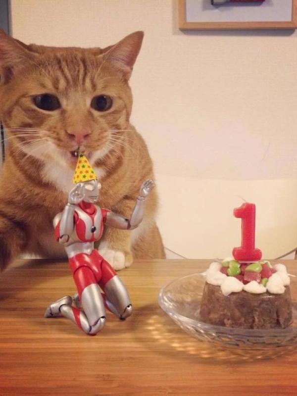  Persahabatan Kucing dengan Ultraman Bikin Takjub | foto : Facebook